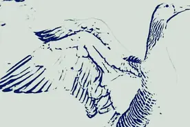 民间故事：农夫救下白鹅，洞房夜白鹅钻进被窝，高僧：它在报恩图片