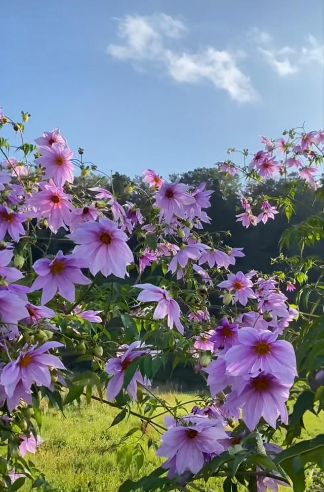 初冬限定，三家村水库邂逅油画级大丽花海