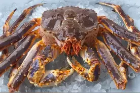 帝王蟹的介绍和营养价值以及功效与作用图片