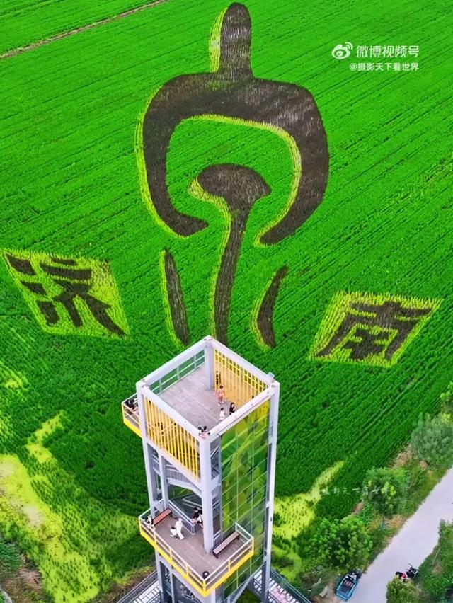 这是济南的“稻”梦空间，初秋刷爆朋友圈！