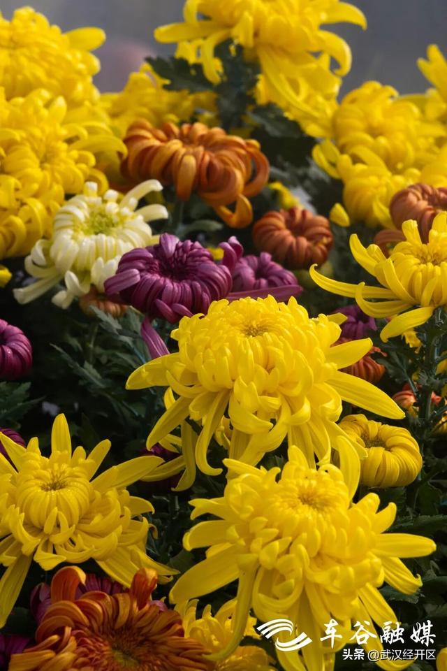 这个秋天，来武汉经开区共赴一场菊花之约