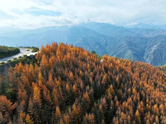 毛羽山，万亩松林鎏金。