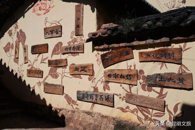 西山赏杏观鸥全攻略！40载人鸥情缘！3+8+N玩法承包冬日浪漫