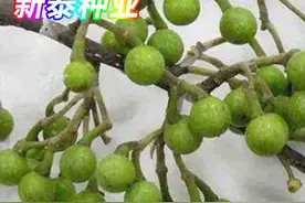 颜陵君话中医：温里药——荜澄茄图片
