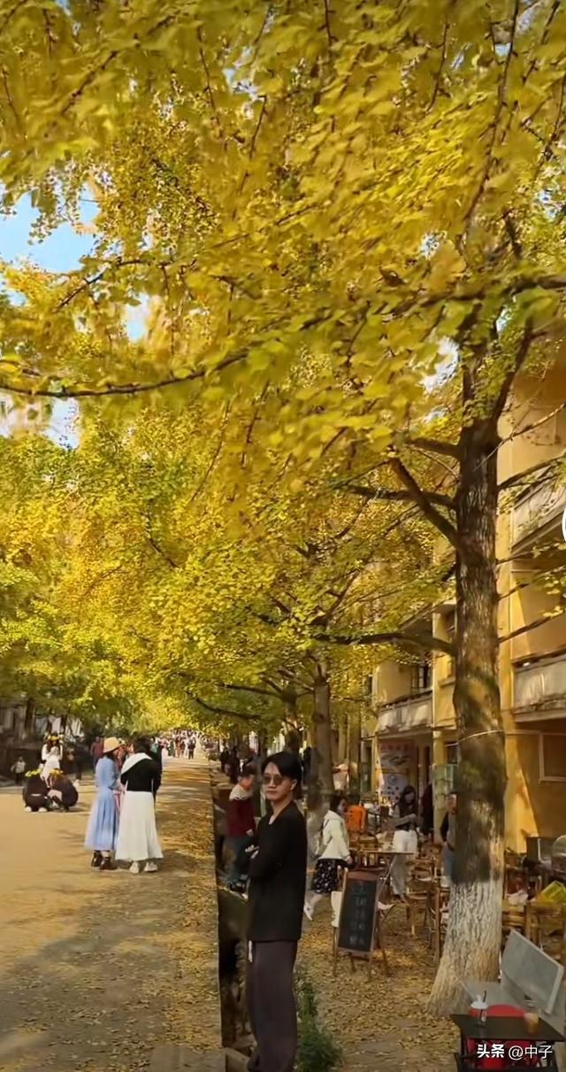 广东秋天封神！700亩银杏美哭了！