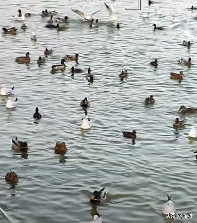 🌞广汉金雁湖公园：冬日里的“阳光能量站”