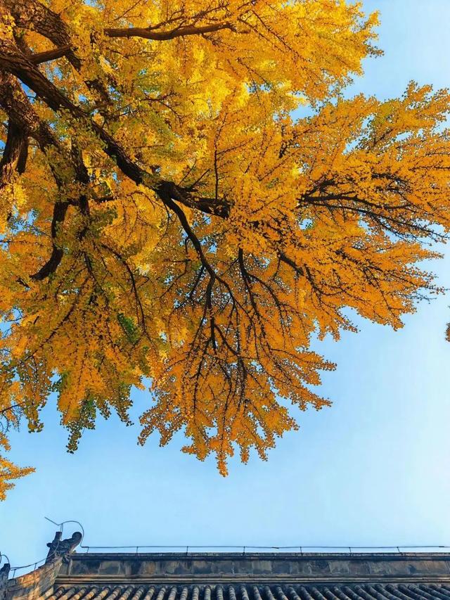 出片率100%!是时候来“京西小故宫”,邂逅一抹银杏黄