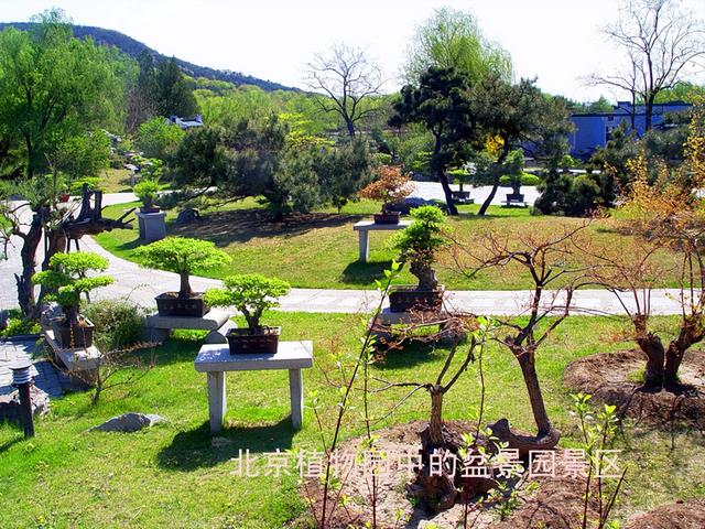 北京旅游：走进西山脚下的植物园（图）