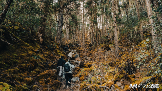 哇塞！西藏这里美出天际！冰川彩林，美成仙境！
