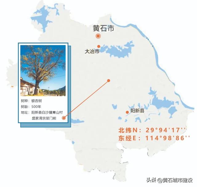 最大1600岁!黄石这几棵银杏王 你都打卡了吗?