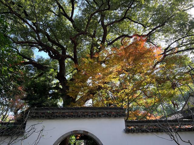 杭州红叶季：桂花之后百花杀，旖旎红叶胜百花。