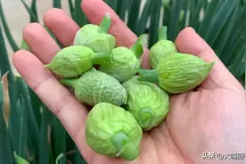 葱花是个宝，别不懂吃，这个吃法好多人没吃过，超好吃图片