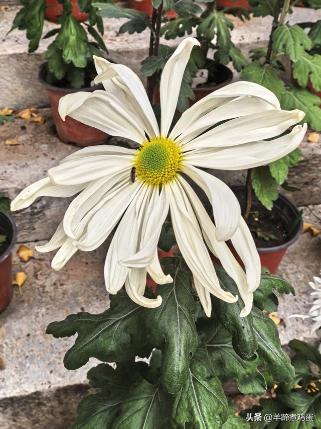 秋风独宠一园菊，晚来香艳出樊篱——北京北海公园2025年菊花展