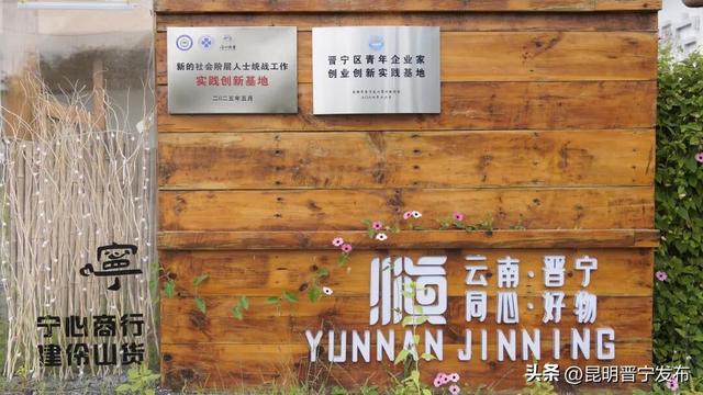 昆明云上花旅季：探访晋宁玫瑰的“云上蝶变”之路