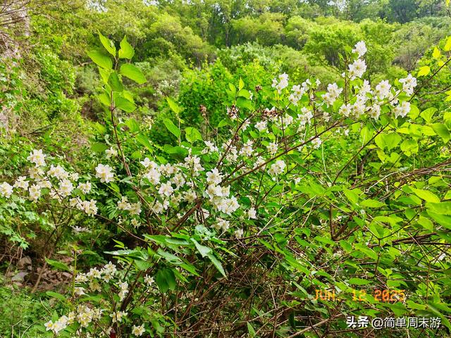 7）山西阳城析城山圣王坪，在云端草甸邂逅狼毒花的美，与千年传