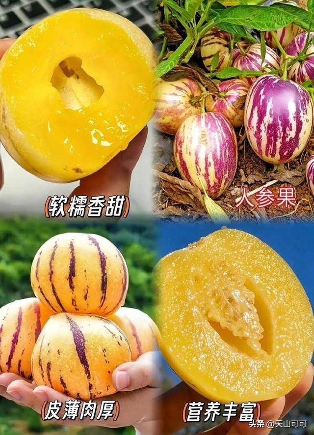 人参果有籽无籽区别，哪种甜又好吃？