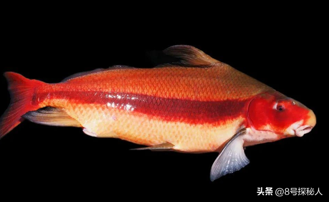 2006年长江惊现“美人鱼”，重庆渔民误捕一条，专家：出水必死