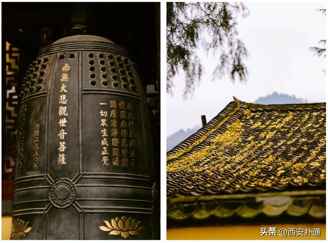 古观音禅寺谢幕？这里的千年银杏，才是最后的隐藏彩蛋！