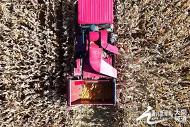 云州区：谷满粮仓蟹满池 丰收光景一时新图片