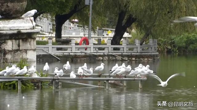 来啦来啦~红嘴鸥来大观公园啦！赏菊观鸥的快乐开始了🥰