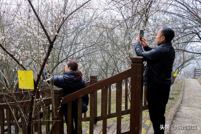 达川区百节镇：梅花笑绽迎宾客 刨汤暖宴贺新春