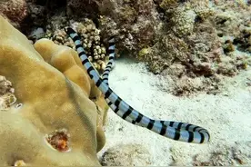 毒性是眼镜蛇8倍？拥有致命“去世之吻”,毒性比内陆蛇都强？图片