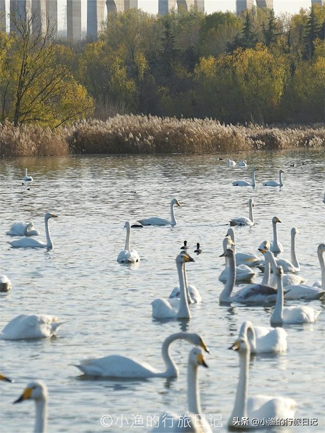 天鹅、落日、古城与“海”！西安周边3H，这条冬日线路美到封神