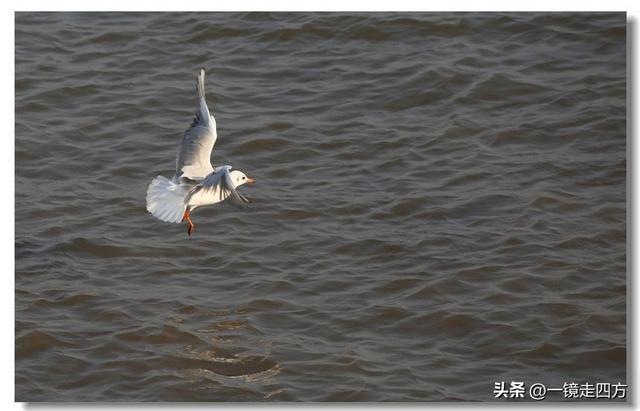 漫步丹东鸭绿江畔，可以隔江望见对岸的朝鲜