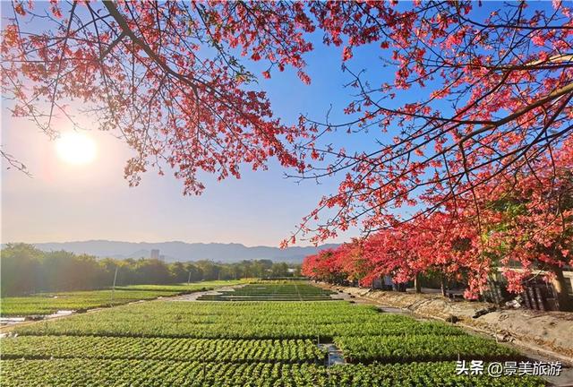 国庆假期，佛山卡玛缤纷花世界举办金秋花会，共赴风花秋月之约