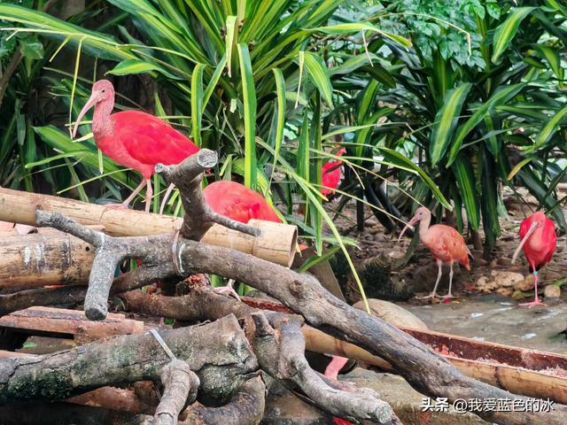参观广州长隆野生动物园，全程感觉眼累手累腿不累