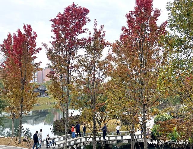 成都最美的枫叶公园，已惊艳上线，都不要门票，地铁公交车直达！