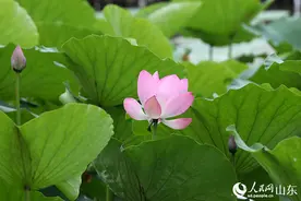 山东济南：大明湖畔荷韵飘香图片