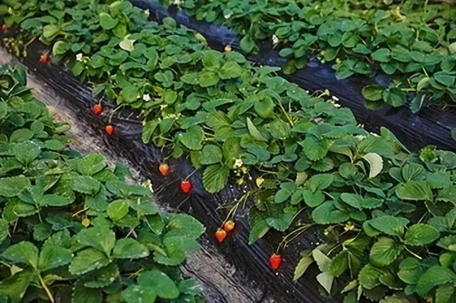 运城周末遛娃天花板！亲子采摘甜翻时光～