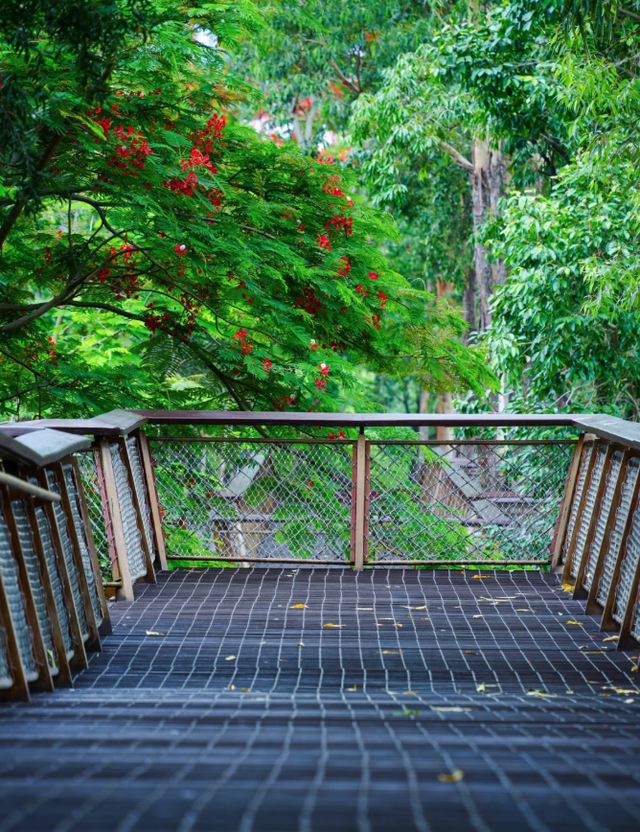 深圳又一生态长廊爆红，被称为现实版“魔法森林”，适合徒步遛娃