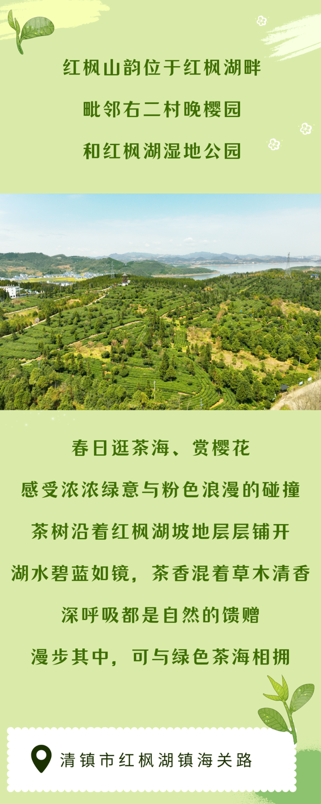 春天就要上茶山！！