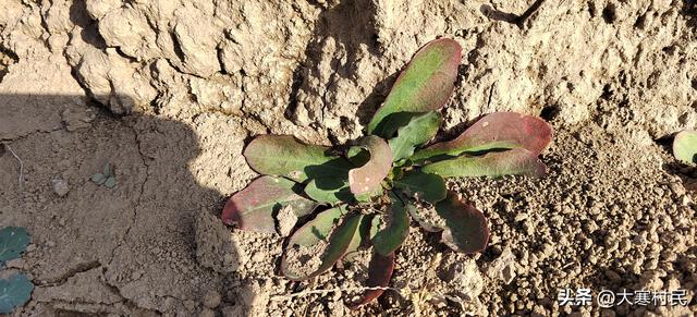 趁着火焰的放肆与热情