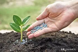 不同肥料用后几天能见效？各自肥效期有多长？什么肥料肥力好图片