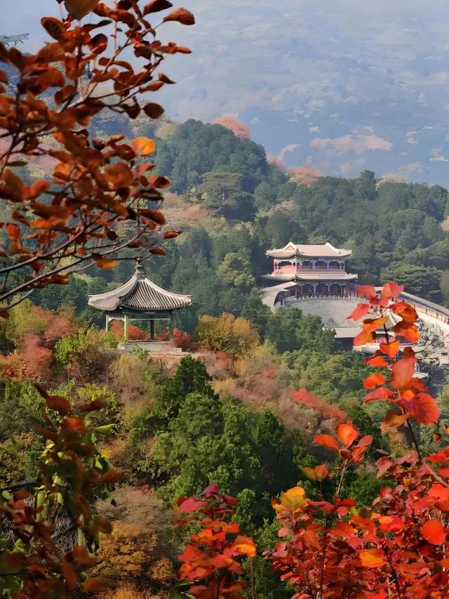 2025北京赏秋秘籍|避开人潮,独享紫禁城外的金色浪漫