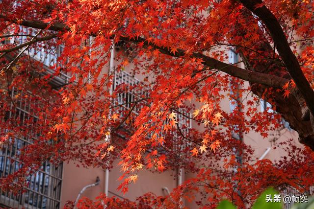 层林尽染，上海红叶特色公园闵行红园枫叶色彩斑斓进入最佳观赏季