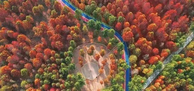 临沂「红杉」「红枫」浓度拉满，出片率100%