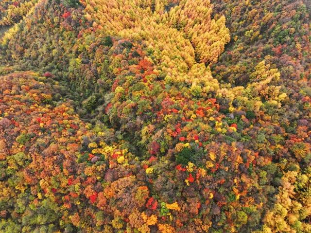 2025四川红叶观赏指数发布：曾家山达Ⅲ级 漫山红焰邀您赴秋约