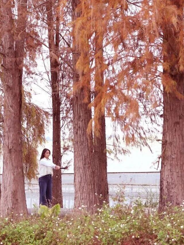 格桑花、紫花风铃木、雪白油茶花……肇庆这里太美了！