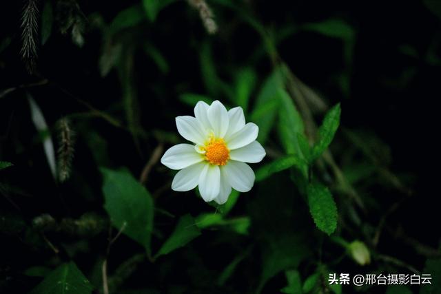 达活泉公园最美秋色（图）