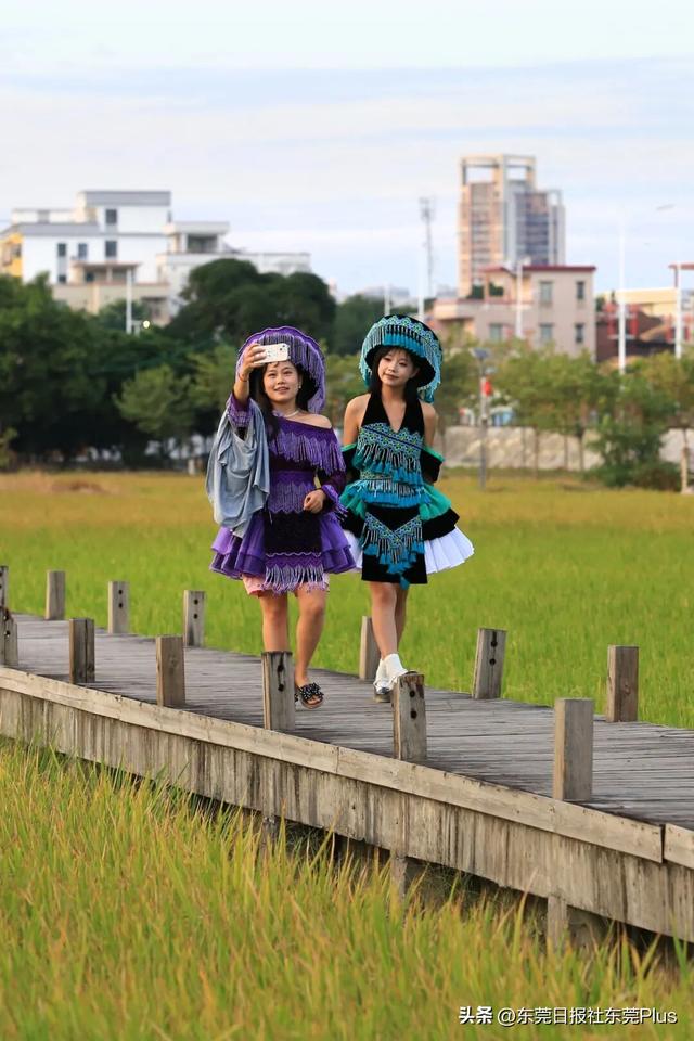 上班暂停，来东莞看稻田吧！