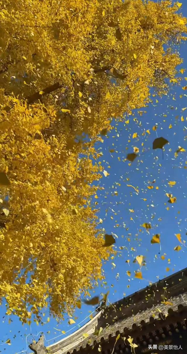 11.9实拍🍂北京金色银杏雨杀疯了！