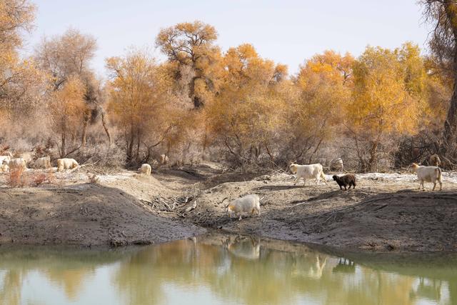 新疆沙雅｜自驾139胡杨秘境公路，一路驶进金色童话世界