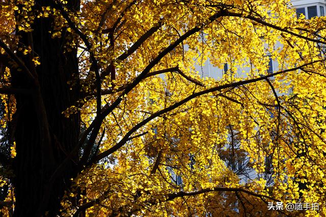 又是一年银杏璀璨时,上海闵行一棵300余年古银杏树进入醉美时刻
