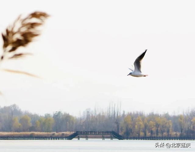 延庆的金色浪漫,就在——