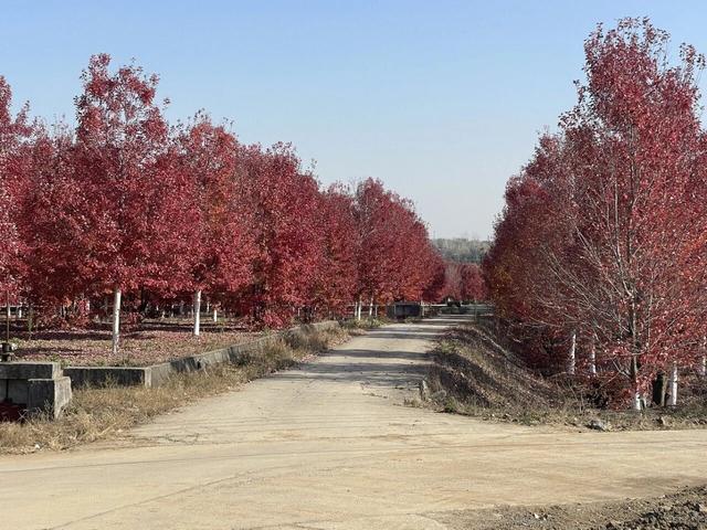 大美六合老虎岗枫叶绝美