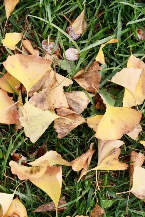 秋日限定美景，还不赶紧来拍？